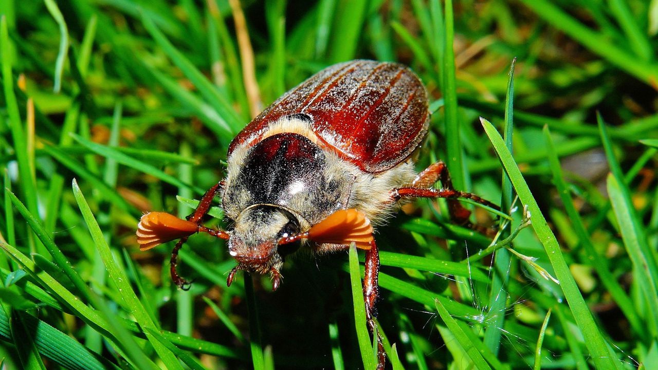 Wallpaper melolontha, insect, grass