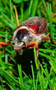 Preview wallpaper melolontha, insect, grass