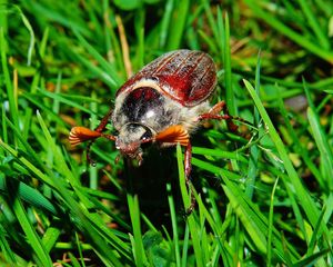 Preview wallpaper melolontha, insect, grass