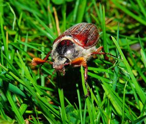 Preview wallpaper melolontha, insect, grass