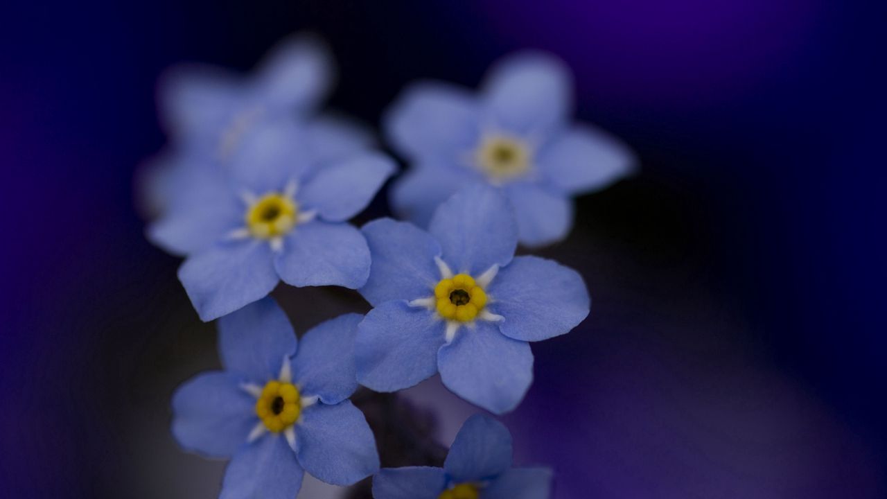 Wallpaper me-nots, flowers, blue, white