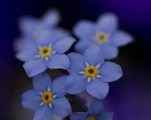 Preview wallpaper me-nots, flowers, blue, white