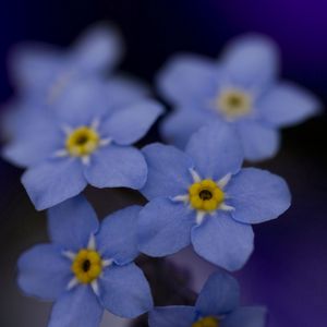 Preview wallpaper me-nots, flowers, blue, white