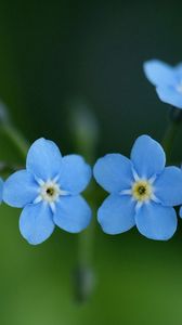 Preview wallpaper me-nots, flowers, blue, close-up, beauty