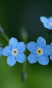 Preview wallpaper me-nots, flowers, blue, close-up, beauty