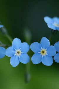 Preview wallpaper me-nots, flowers, blue, close-up, beauty