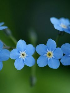 Preview wallpaper me-nots, flowers, blue, close-up, beauty