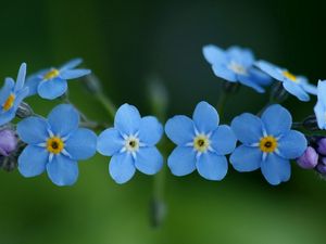 Preview wallpaper me-nots, flowers, blue, close-up, beauty