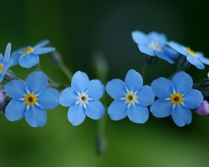 Preview wallpaper me-nots, flowers, blue, close-up, beauty