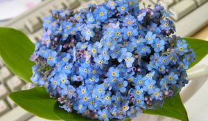 Preview wallpaper me-nots, flowers, small, flower, leaves, keyboard