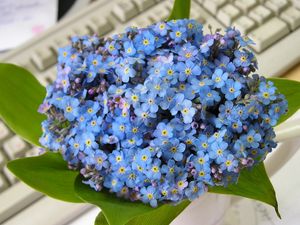 Preview wallpaper me-nots, flowers, small, flower, leaves, keyboard