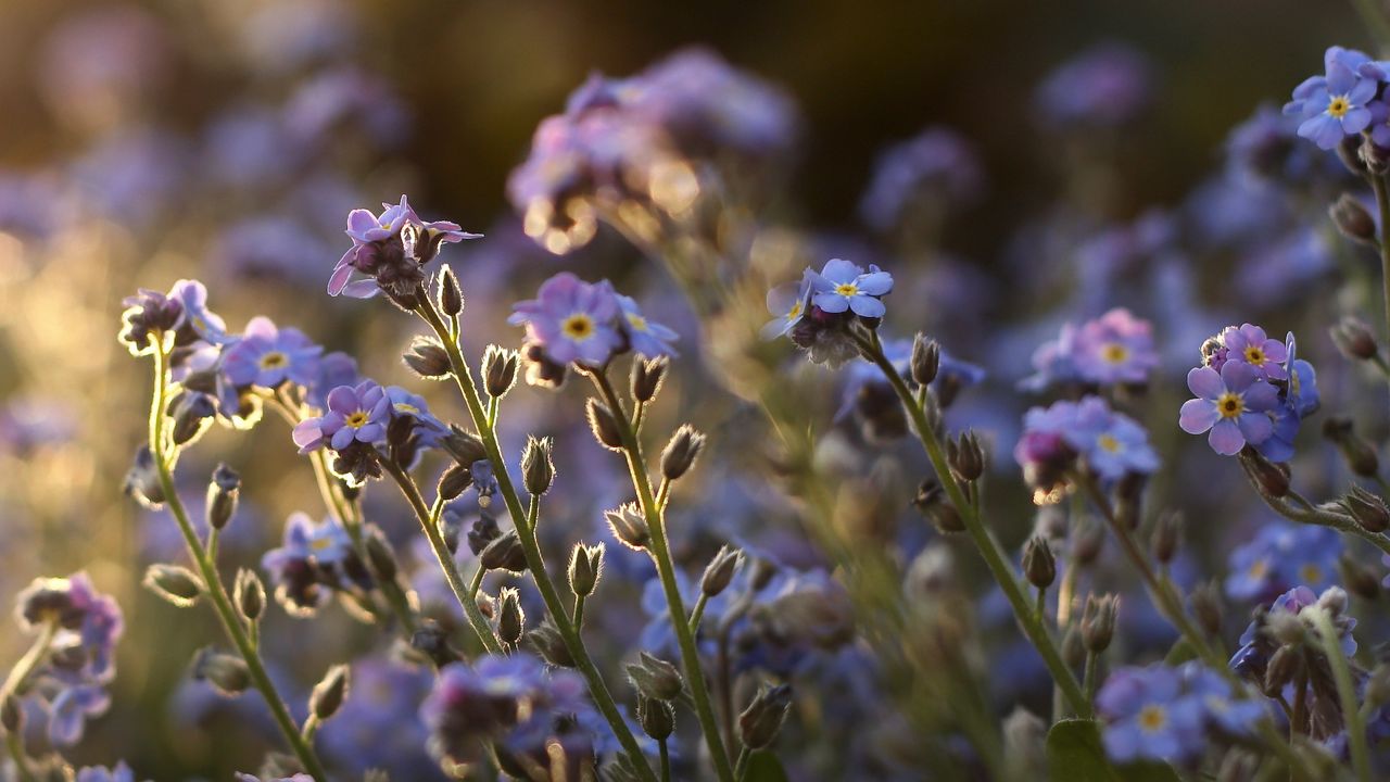 Wallpaper me-nots, tiny, flowers, field, blue