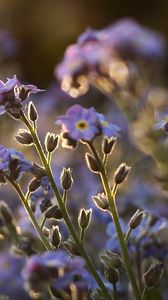 Preview wallpaper me-nots, tiny, flowers, field, blue