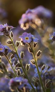 Preview wallpaper me-nots, tiny, flowers, field, blue