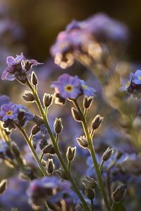 Preview wallpaper me-nots, tiny, flowers, field, blue