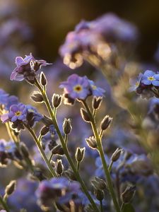 Preview wallpaper me-nots, tiny, flowers, field, blue