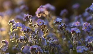 Preview wallpaper me-nots, tiny, flowers, field, blue