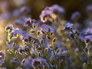 Preview wallpaper me-nots, tiny, flowers, field, blue