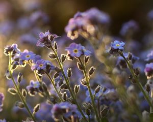 Preview wallpaper me-nots, tiny, flowers, field, blue