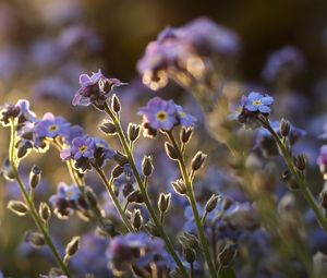 Preview wallpaper me-nots, tiny, flowers, field, blue