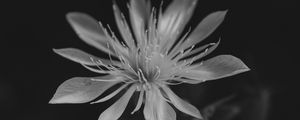 Preview wallpaper mentzelia, flower, petals, white, blur