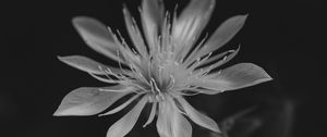 Preview wallpaper mentzelia, flower, petals, white, blur
