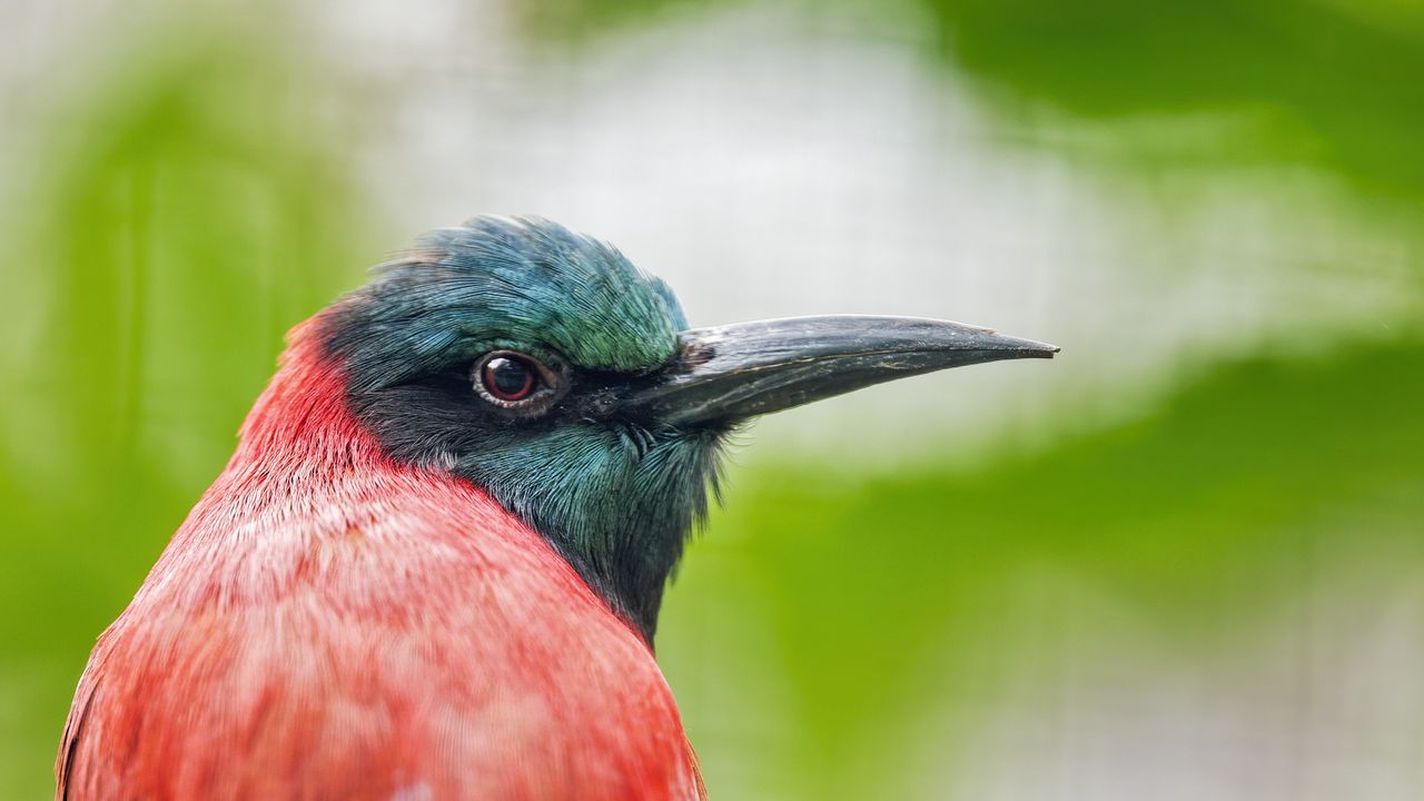 Wallpaper merop, bird, beak, branch, blur
