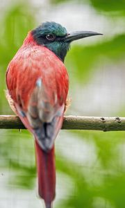 Preview wallpaper merop, bird, beak, branch, blur