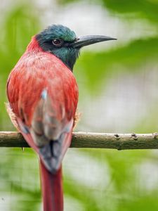 Preview wallpaper merop, bird, beak, branch, blur