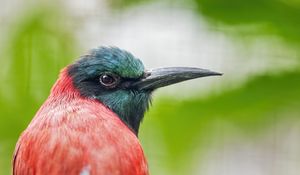 Preview wallpaper merop, bird, beak, branch, blur