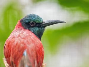 Preview wallpaper merop, bird, beak, branch, blur