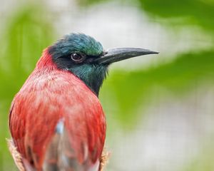 Preview wallpaper merop, bird, beak, branch, blur