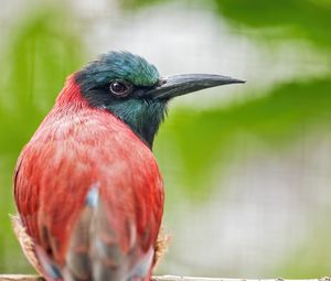 Preview wallpaper merop, bird, beak, branch, blur