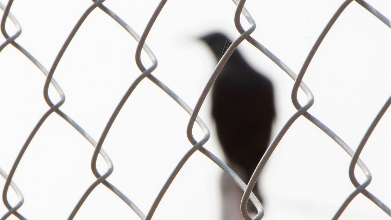 Wallpaper mesh, bird, silhouette, black