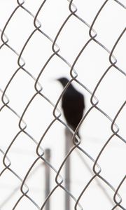 Preview wallpaper mesh, bird, silhouette, black
