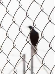 Preview wallpaper mesh, bird, silhouette, black