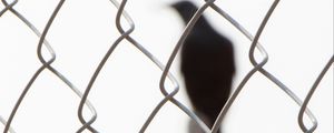 Preview wallpaper mesh, bird, silhouette, black