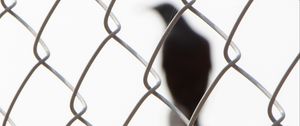 Preview wallpaper mesh, bird, silhouette, black