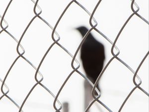 Preview wallpaper mesh, bird, silhouette, black