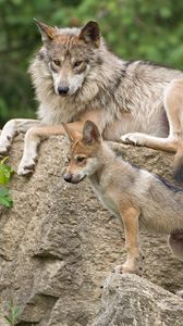 Preview wallpaper mexican wolf, wolf, pup, stone