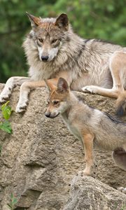 Preview wallpaper mexican wolf, wolf, pup, stone