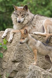 Preview wallpaper mexican wolf, wolf, pup, stone