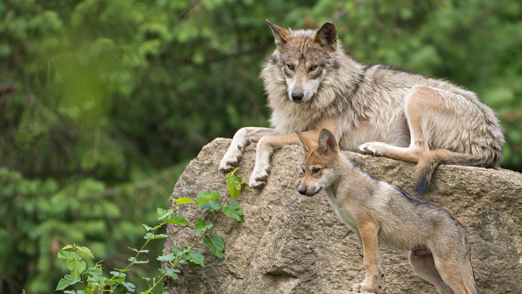 Download wallpaper 2048x1152 mexican wolf, wolf, pup, stone ultrawide