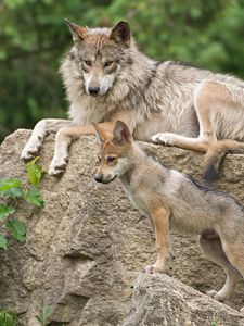 Preview wallpaper mexican wolf, wolf, pup, stone