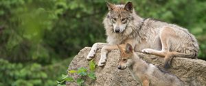 Preview wallpaper mexican wolf, wolf, pup, stone