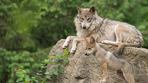 Preview wallpaper mexican wolf, wolf, pup, stone