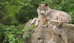 Preview wallpaper mexican wolf, wolf, pup, stone