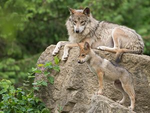 Preview wallpaper mexican wolf, wolf, pup, stone