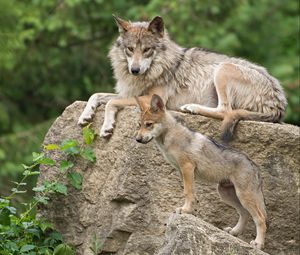 Preview wallpaper mexican wolf, wolf, pup, stone