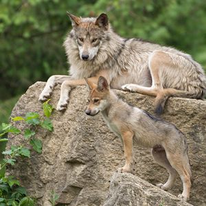 Preview wallpaper mexican wolf, wolf, pup, stone